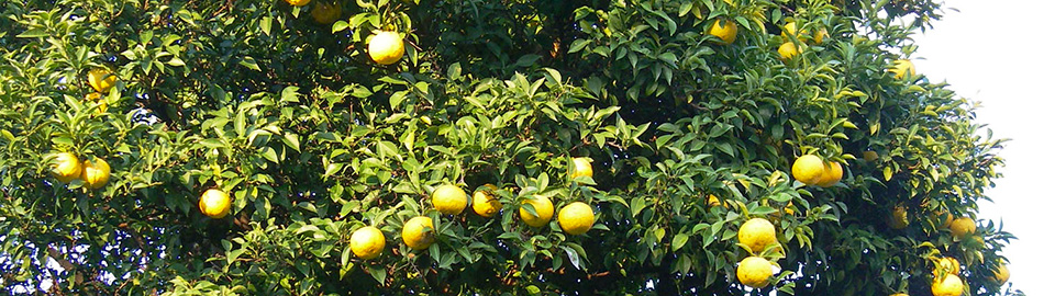 �r���[�e�B�T�C�G���X�̒�