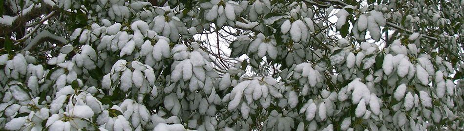 �r���[�e�B�T�C�G���X�̒�